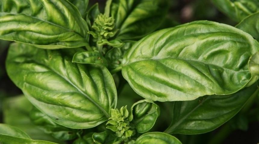 Tahriş Olmuş Cilt İçin Tarif