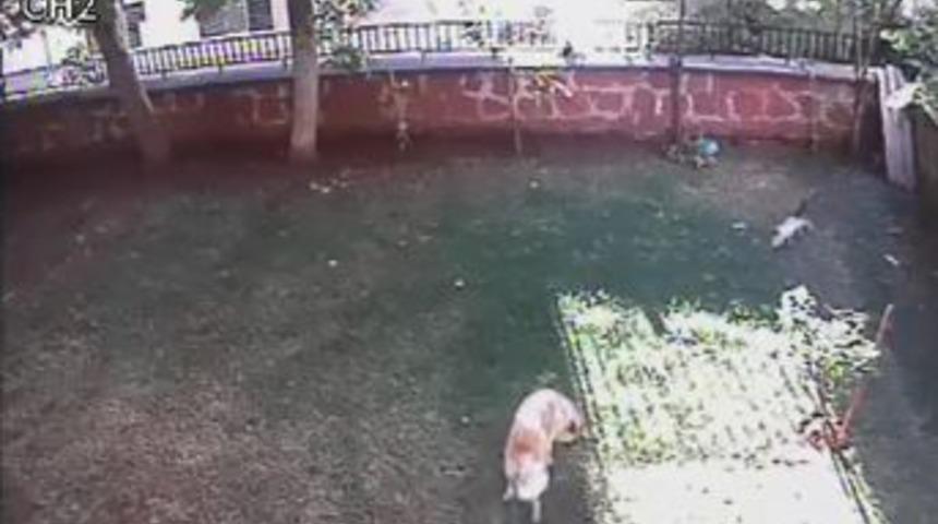 Yavruları İ&ccedil;in Kendisini Tehlikeye Attı