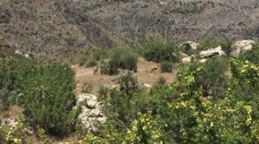 Dağ Keçileri Yavrularıyla Birlikte Görüntülendi