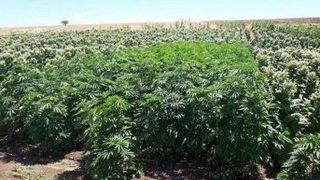 Diyarbakır’da 123 Bin Kök Kenevir Ele Geçirildi