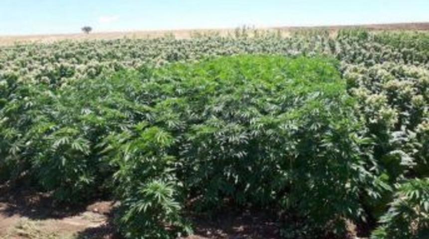 Diyarbakır’da 123 Bin Kök Kenevir Ele Geçirildi