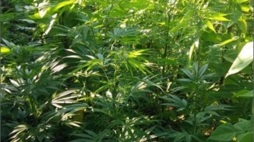 Bin 200 K&ouml;k Kenevir Ele Ge&ccedil;irildi