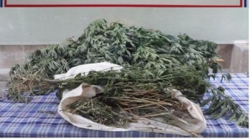 Zehir Tacirleri Yetiştirdikleri Kenevirleri Sularken Yakalandı