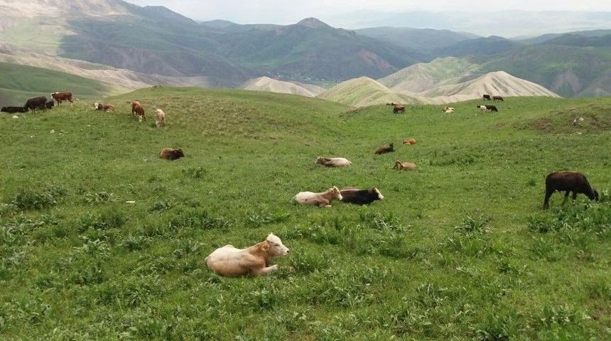 Eleşkirt&rsquo;te 25 B&uuml;y&uuml;kbaş Hayvan &Ccedil;alındı