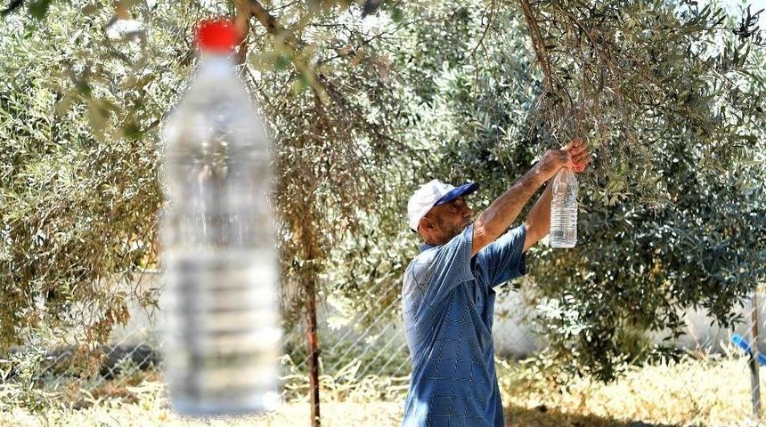 Sinek Tuzağa Takıldı, 82 Bin Zeytin Ağacı Kurtuldu