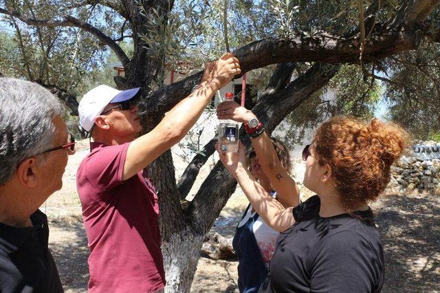 Sinek Tuzağa Takıldı, 82 Bin Zeytin Ağacı Kurtuldu