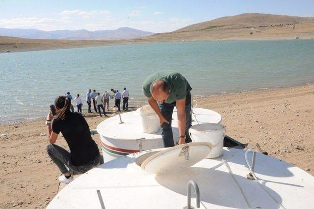 Gümüşler Barajı’na 40 Bin Sazan Bırakıldı