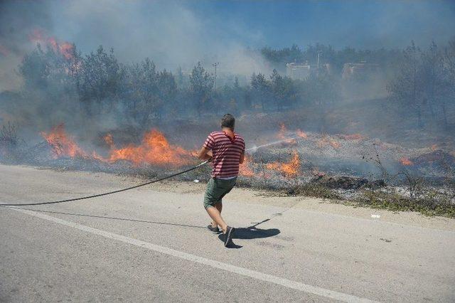 Kül Olan Ormana Çabuk Tutuşmayan Ağaçlar Dikilecek