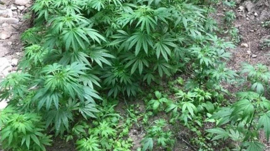 Safranbolu&rsquo;da 114 K&ouml;k Hint Keneviri Ele Ge&ccedil;irildi