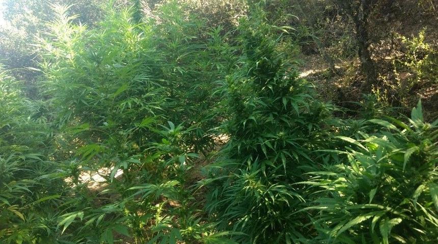 İzmir&rsquo;de Bin 500 K&ouml;k Hint Keneviri Ele Ge&ccedil;irildi