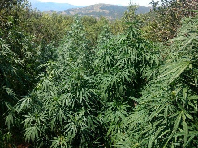 İzmir’de Bin 500 Kök Hint Keneviri Ele Geçirildi 1