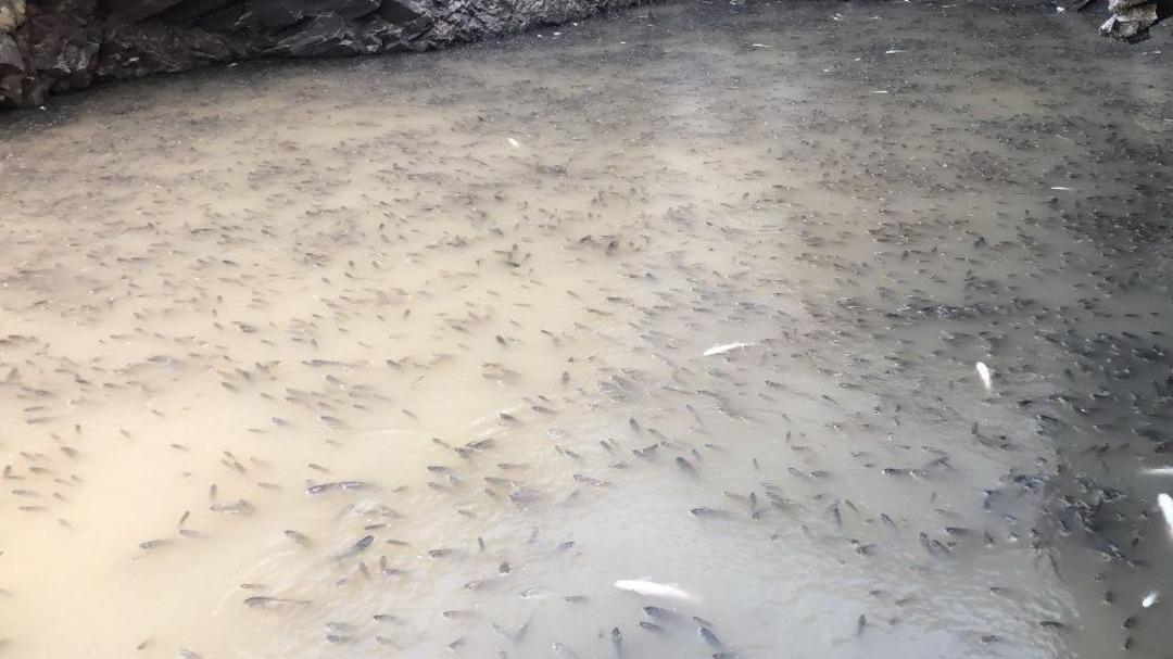 Baraj &Ouml;n&uuml;nde Sıkışan Balıklar Havasızlıktan Telef Oluyor