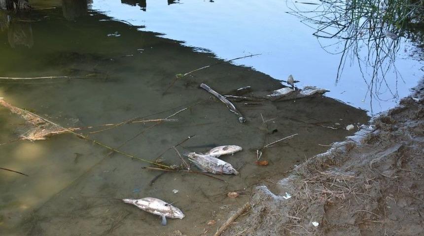 Sinop&rsquo;taki Balık &Ouml;l&uuml;mlerinin Sebebi Belli Oldu