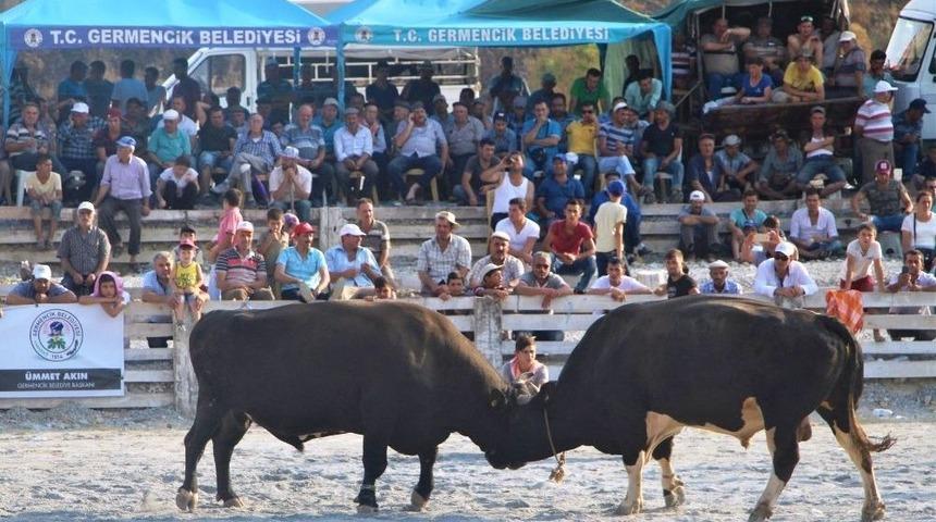 Germencik Boğa G&uuml;reşine Hazır