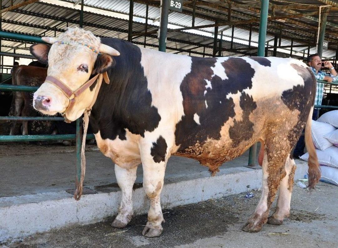 Bir Tonluk &rsquo;kral&rsquo; Alıcısını Bekliyor