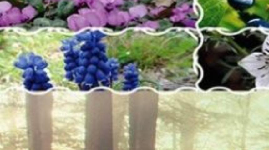 &ldquo;orman Ve Şifalı Bitkiler&rdquo; Fotoğraf Yarışması Başlıyor