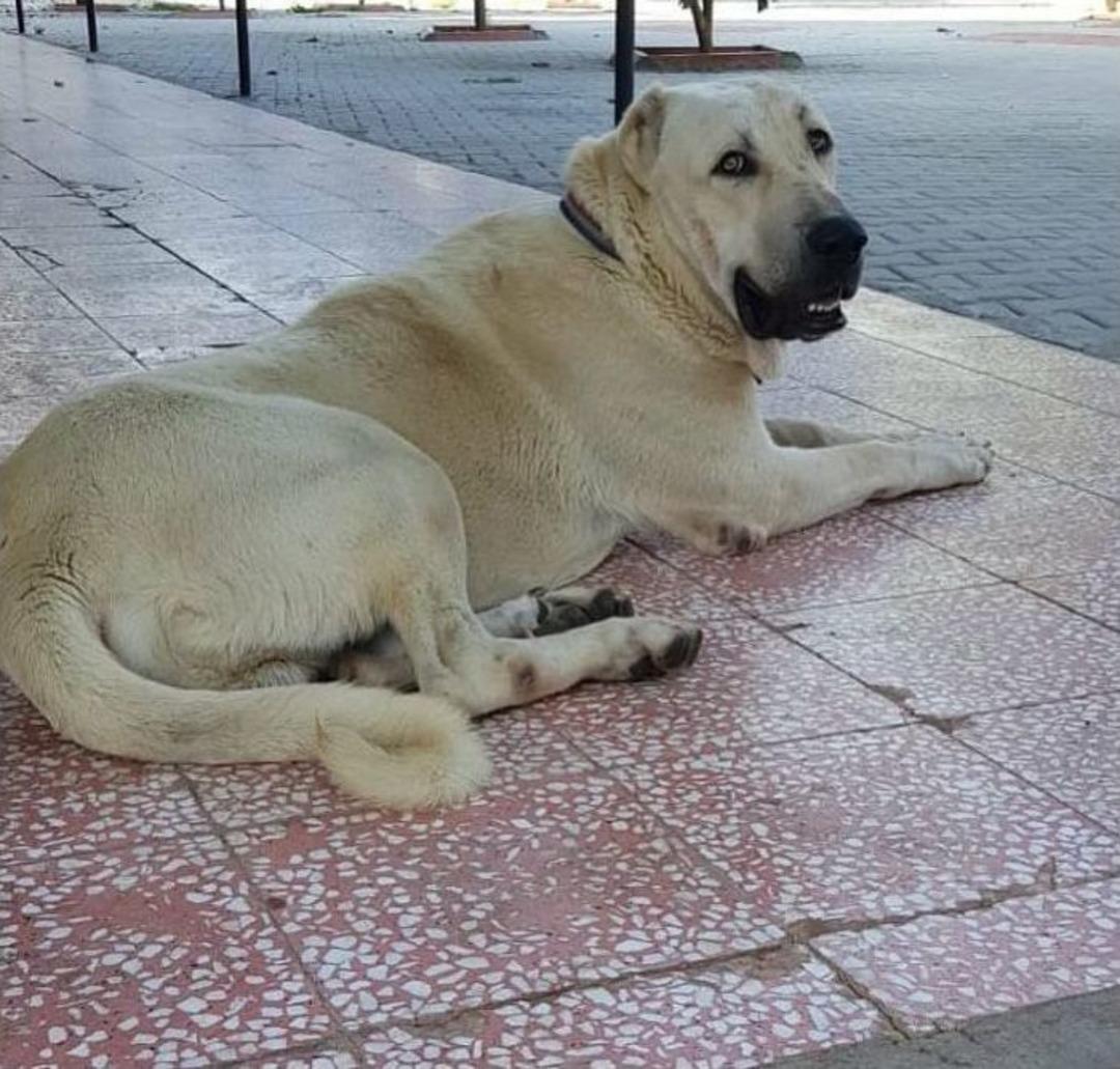 Bu K&ouml;peği Bulana Antalya&rsquo;da Bir Hafta Tatil