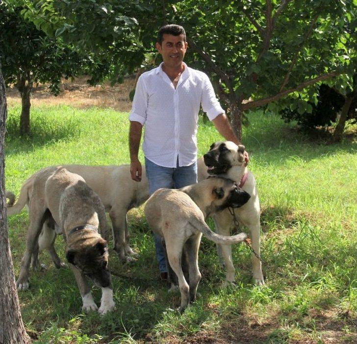 Bu Köpeği Bulana Antalya’da Bir Hafta Tatil G1