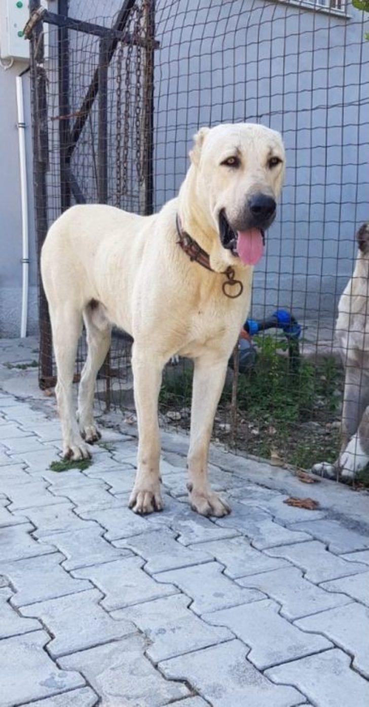 Bu Köpeği Bulana Antalya’da Bir Hafta Tatil G4