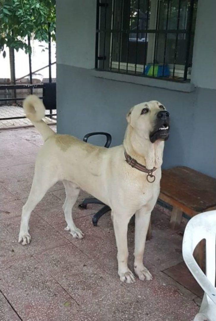 Bu Köpeği Bulana Antalya’da Bir Hafta Tatil G5