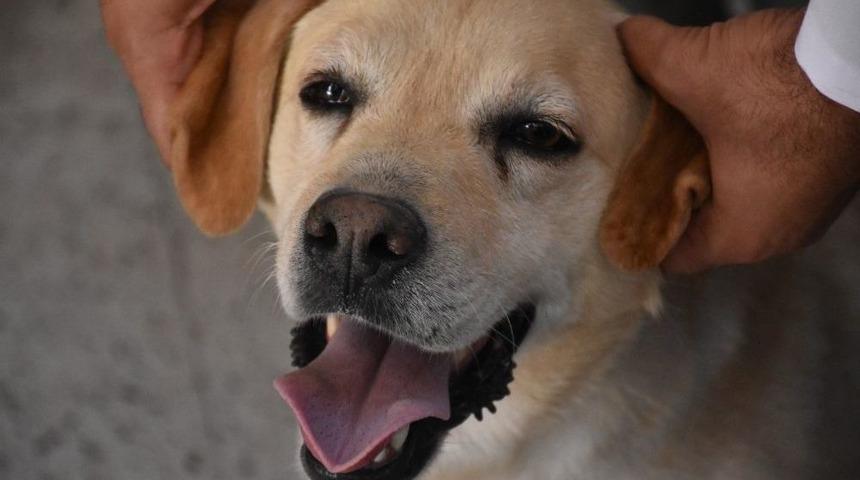 Tsk&rsquo;nın Kahraman Ve Emektar K&ouml;pekleri