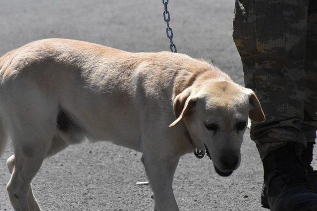 Tsk’nın Kahraman Ve Emektar Köpekleri