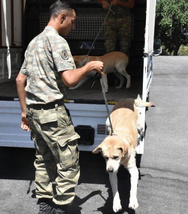 Tsk’nın Kahraman Ve Emektar Köpekleri