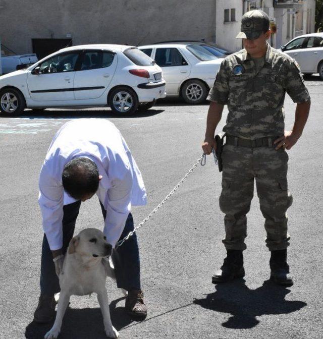 Tsk’nın Kahraman Ve Emektar Köpekleri