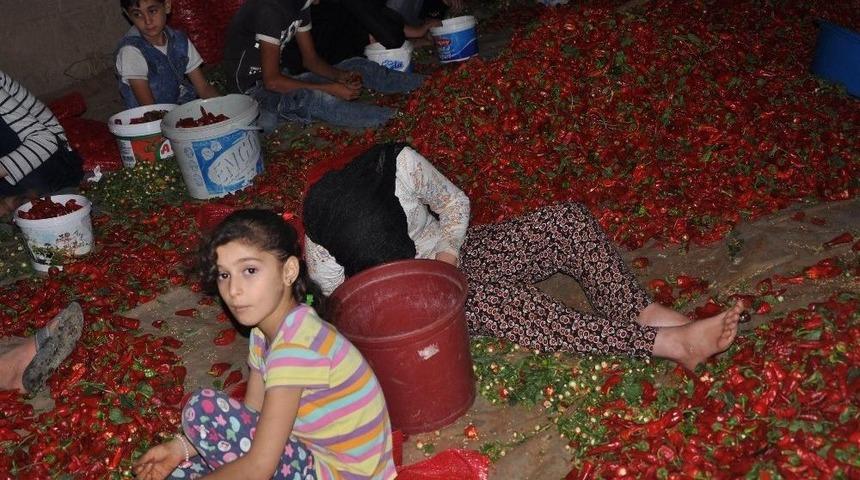 (&ouml;zel) &rsquo;acı&rsquo;dan Para Kazanıyorlar