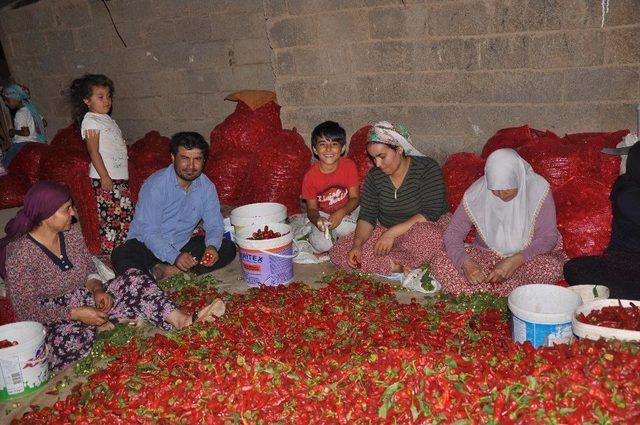 (özel) ’acı’dan Para Kazanıyorlar