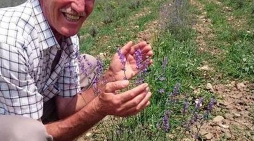 Nil&uuml;fer&rsquo;de Lavantalar A&ccedil;tı