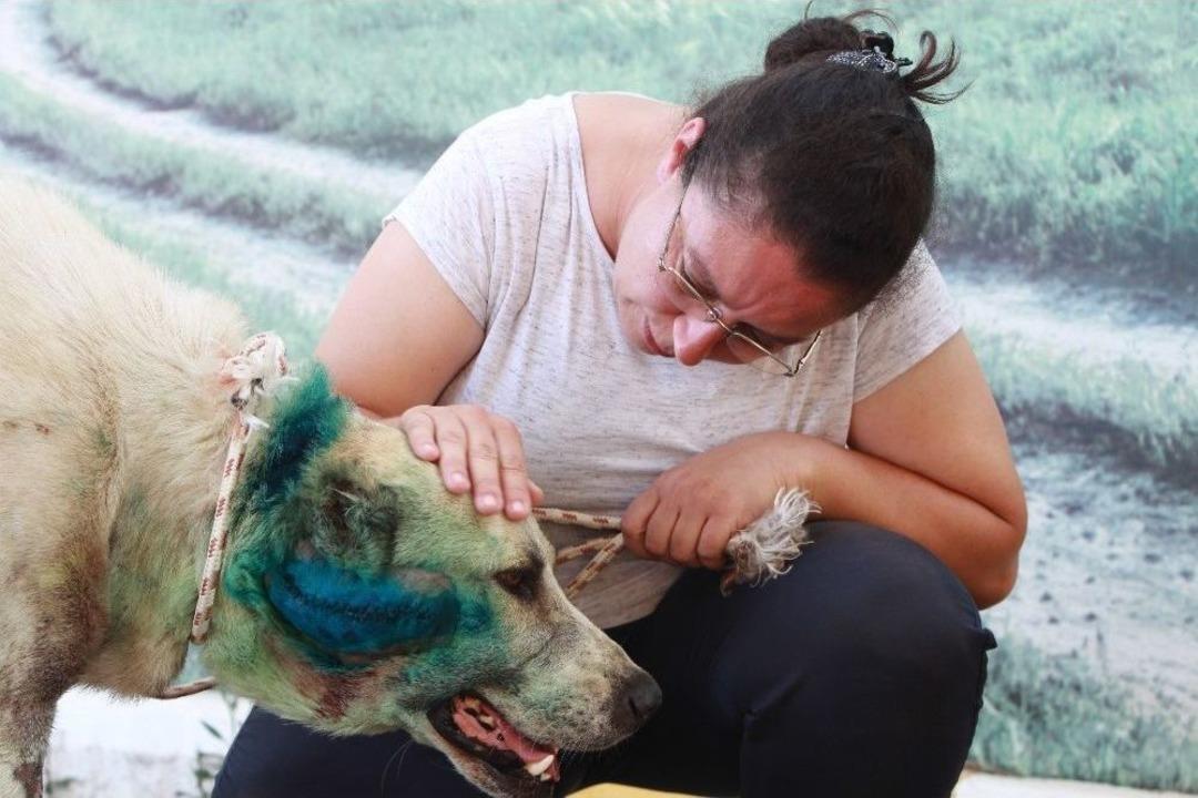 Antalya&rsquo;da &Ccedil;oban K&ouml;peği Tabanca İle Vuruldu