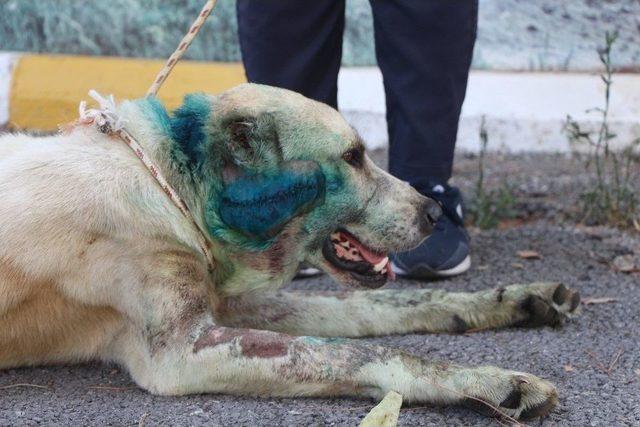 Silahla Vurulan Köpek, 11 Gün Sonra Öldü