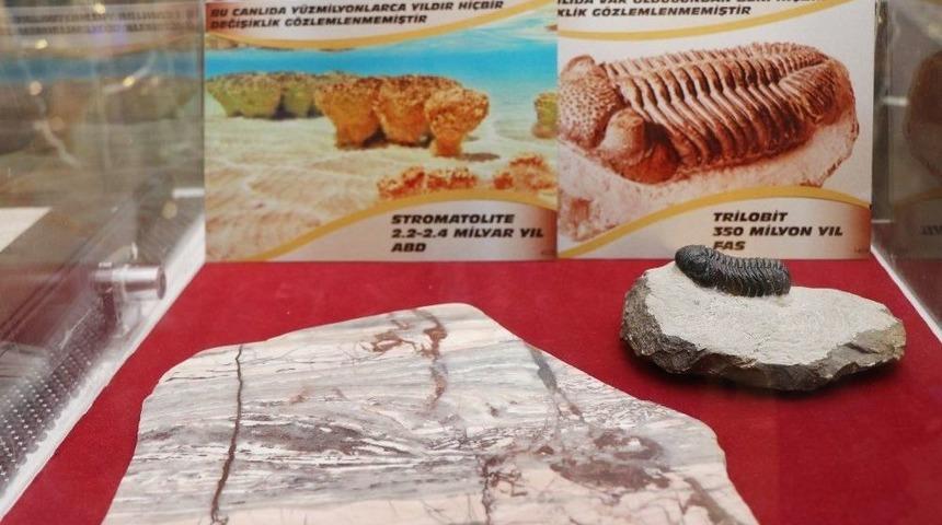 (&ouml;zel) 2 Milyar Yıllık Fosil Nevşehir&rsquo;de Sergileniyor