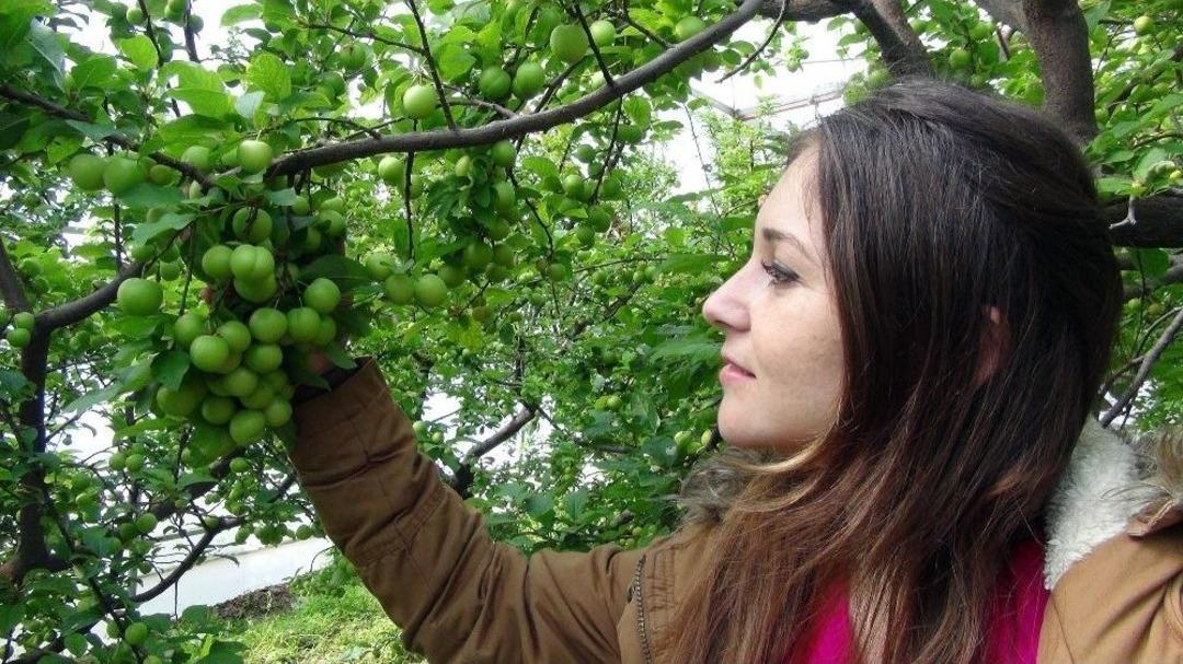 Yılın İlk Erik Hasadı Yapıldı