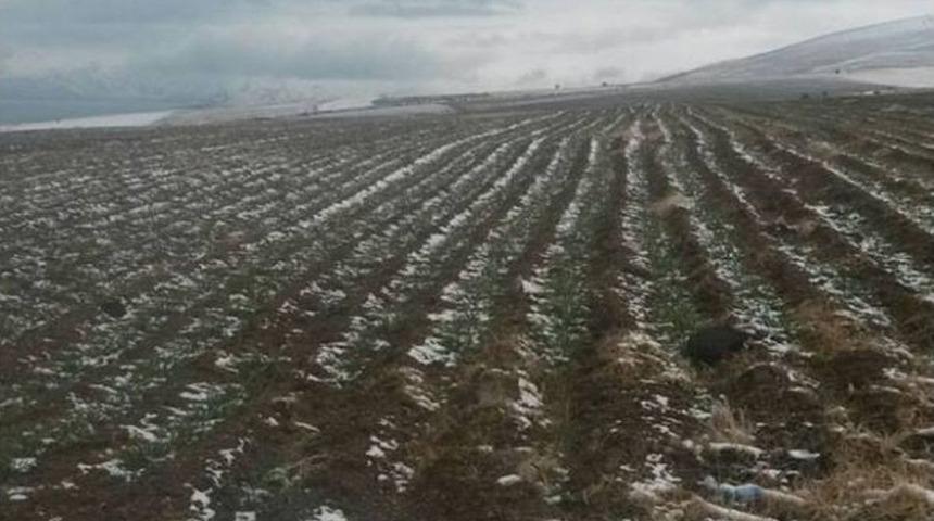 Tatvan&rsquo;da Buğday Ekimi Yapılan Alanlarda Kontroller Yapıldı