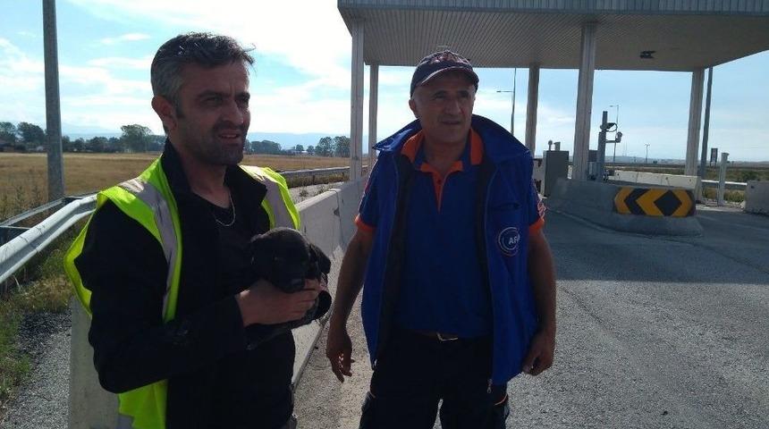 Beton Bariyerlere Sıkışan Yavru K&ouml;pekleri Afad Kurtardı