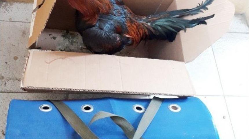 Sakarya&rsquo;da Horoz D&ouml;v&uuml;şt&uuml;ren Şahıslara Su&ccedil;&uuml;st&uuml;