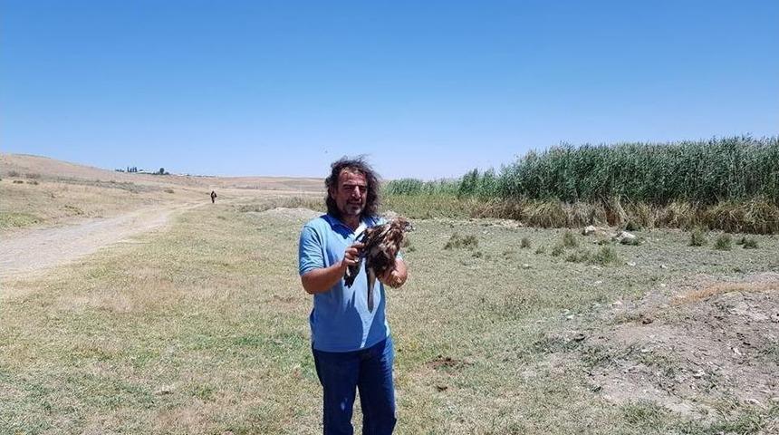 Tedavileri Tamamlanan 2 Kızıl Şahin &Ouml;zg&uuml;rl&uuml;ğe Kanat &Ccedil;ırptı