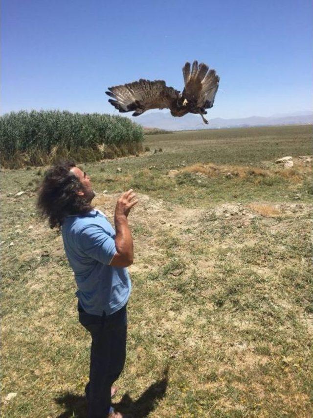 Tedavileri Tamamlanan 2 Kızıl Şahin Özgürlüğe Kanat Çırptı