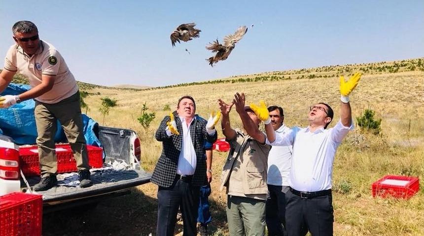 Yozgat’ta Bin Keklik Doğaya Salındı