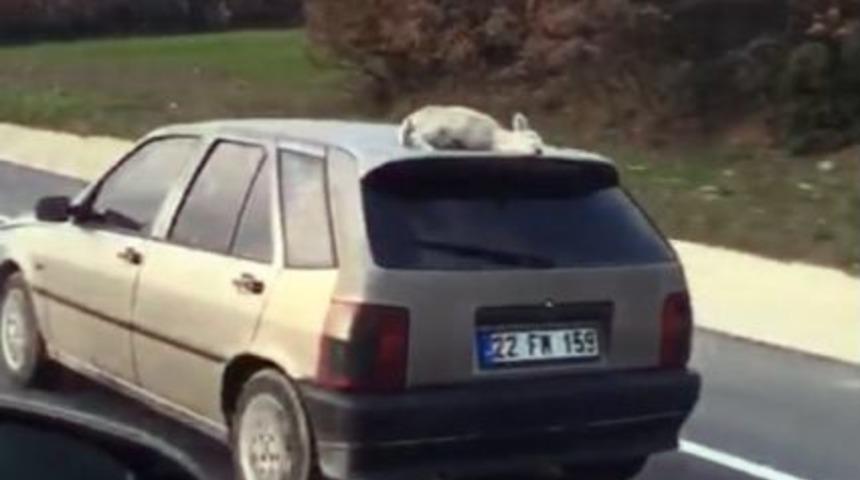 Seyir Halindeki Aracın &Uuml;zerindeki Kuzu Şaşırttı