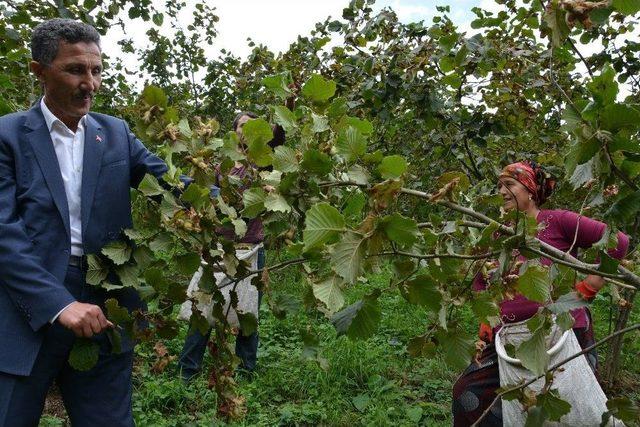 Başkan Kaya, Fındık Topladı