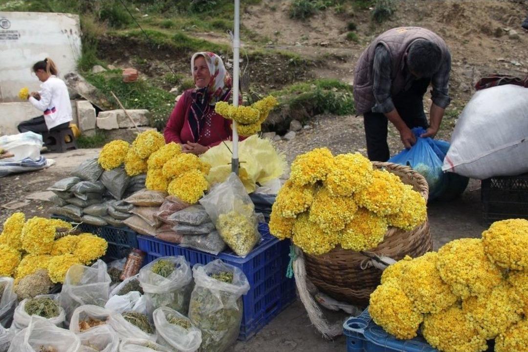 Giresun Yaylalarında Yetişen Bitkiler Y&ouml;re Halkının Ge&ccedil;im Kaynağı