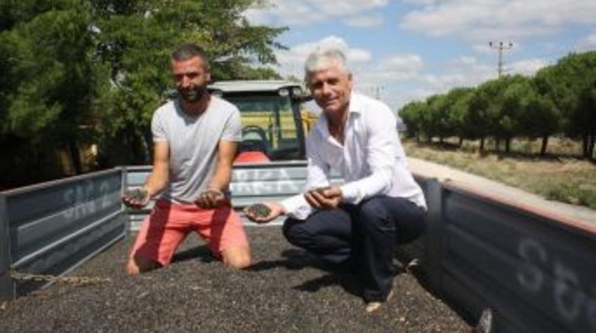 Keşan’da İlk Ayçiçeği Satıldı