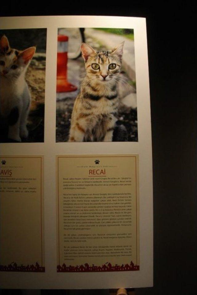 Sokağımıza İz Bırakan Kediler 2