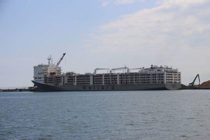 Angusların Kokusu Şehri Etkisi Altına Aldı G3