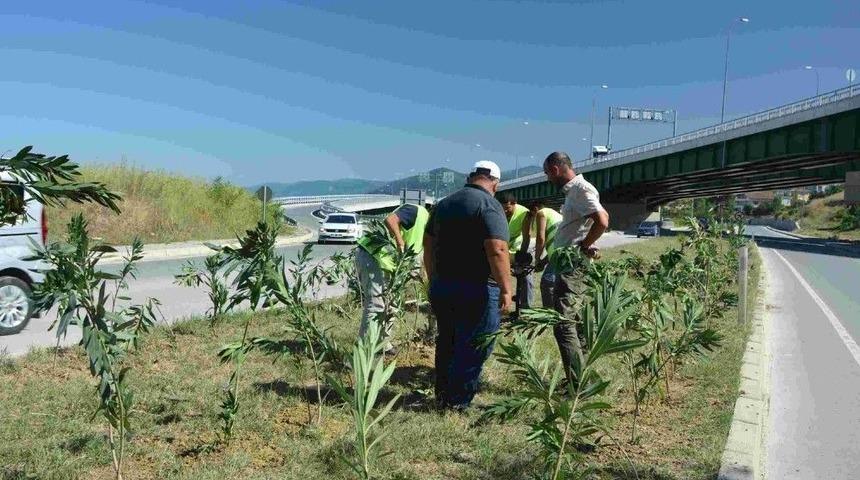 Gerze&rsquo;ye 2 Bin Zakkum