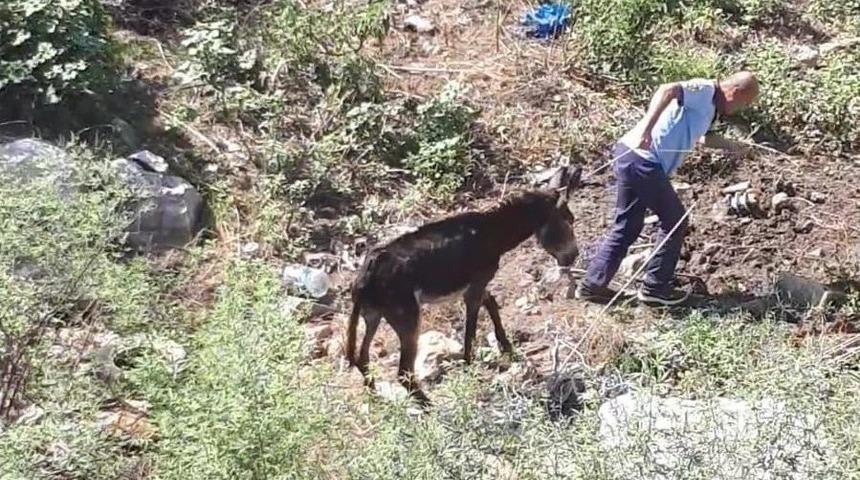 Mahsur Kalan Eşeği İtfaiye Kurtardı