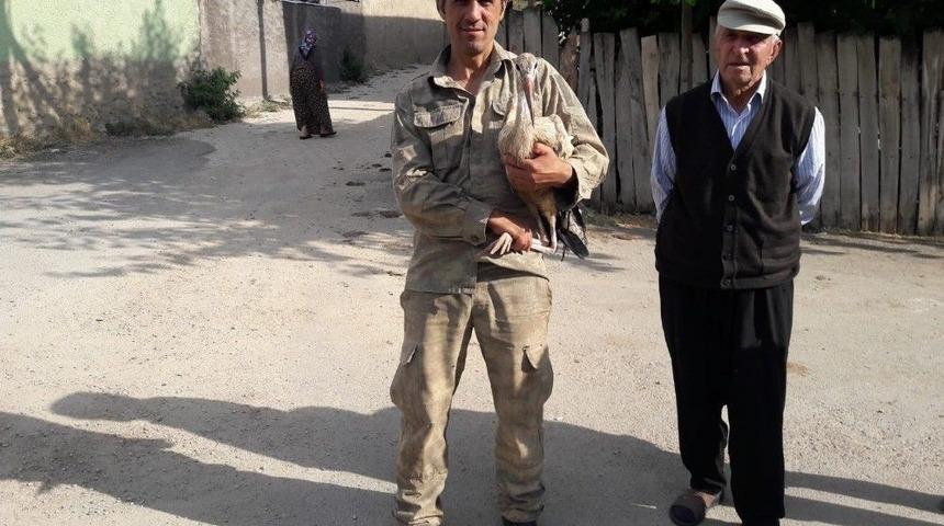 Yavru Leylek Yuvasına Bırakıldı